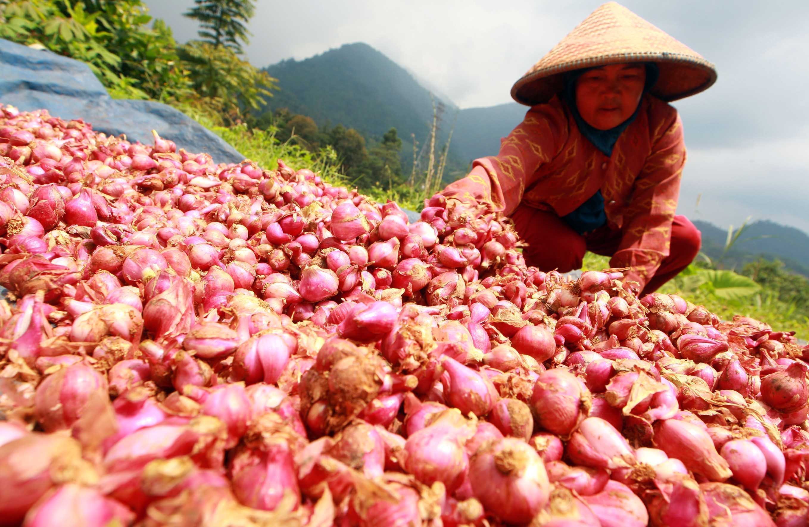 Menghakimi Bawang Merah