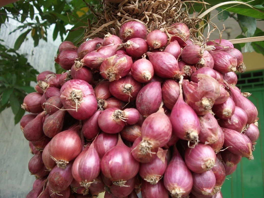 Menghakimi Bawang Merah